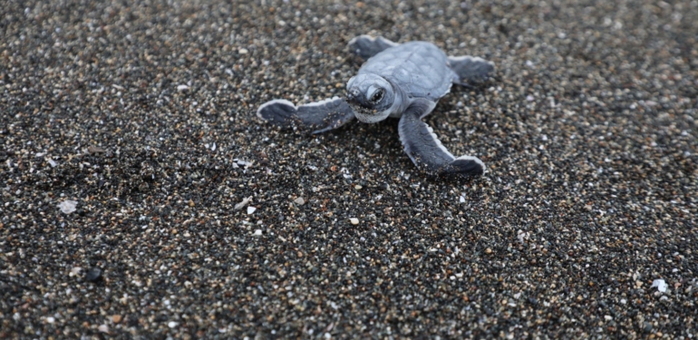 Tehdit Altındaki Türler, Büyükşehir Ekipleri Tarafından Korunuyor