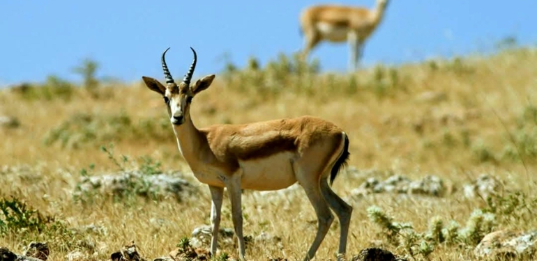 Yangından Etkilenen Yerlerde Av Yasaklandı!