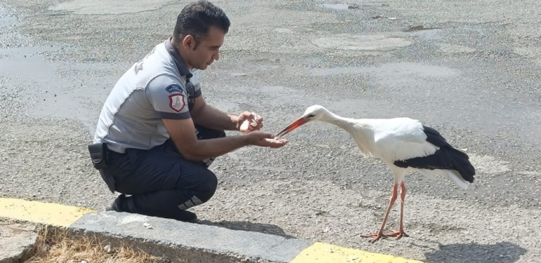 Yaralı Leylek Rehabilitasyon Merkezinde Güç Topluyor