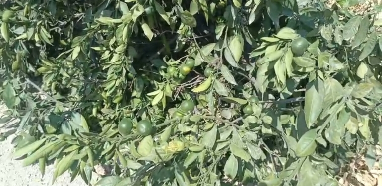 Samandağ’da Ağaç Katliamına Tepki!