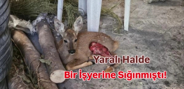 Yaralı Karaca’nın Tedavisine Başlandı