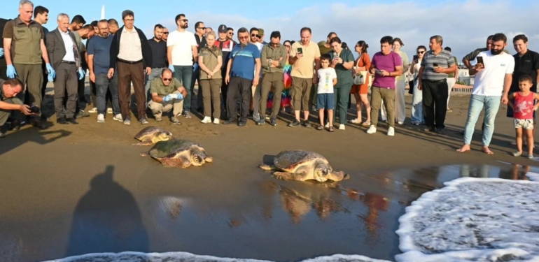 İyileşen Carettalar Yeniden Mavi Sularla Buluştu