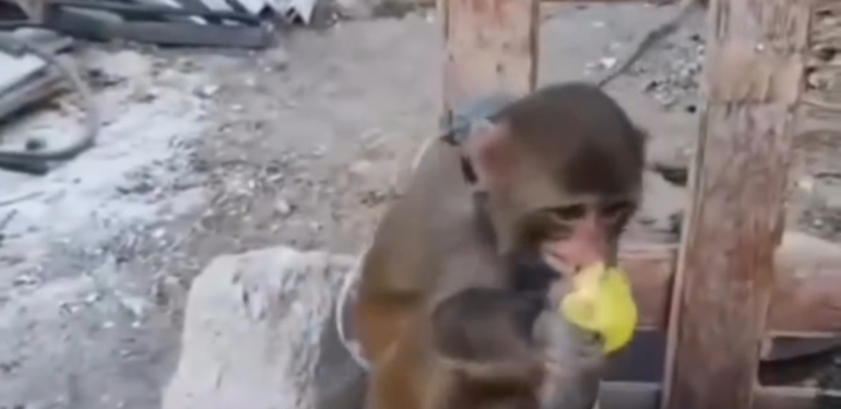 Hayvanseverlerden Yetkililere Çağrı “Hayvana Şiddete Sessiz Kalmayın”