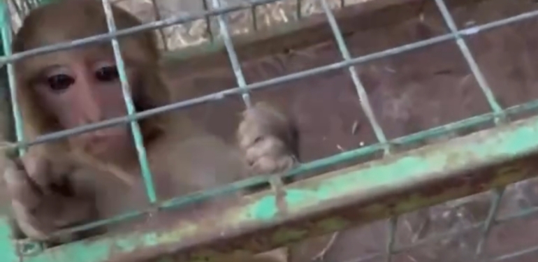 Sevimli Maymun Koruma Altına Alındı