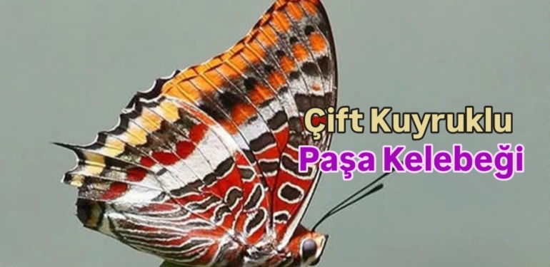 Hatay’da Daha Önce Hiç Kayıt Altına Alınmamış Kelebek Türüne Rastlandı