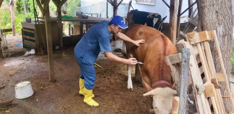 Hatay’da ‘Şap’ Hastalığına Karşı Aşı Çalışması Sürüyor