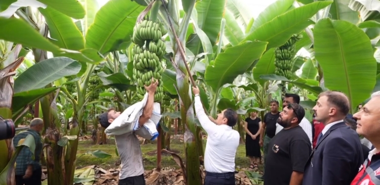 Vali Masatlı, Arsuz’da Muz Hasadına Katıldı