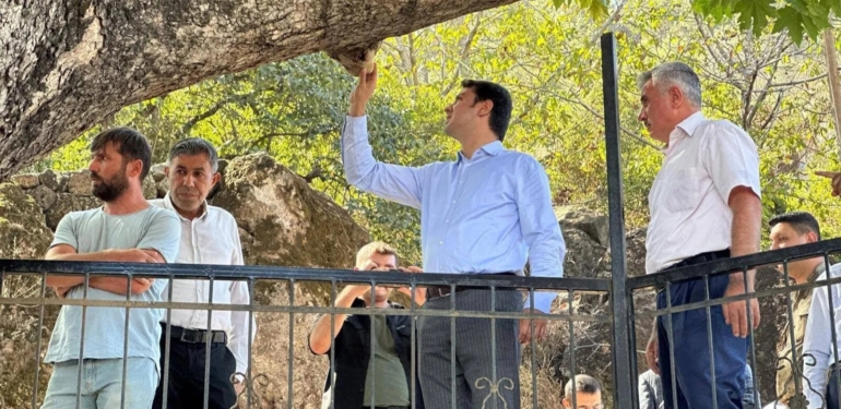 850 Yıllık Çınar Ağacı Dimdik Ayakta