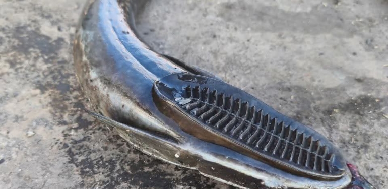 Samandağ’da Oltaya Takılan Balık, Görenleri Şaşırttı