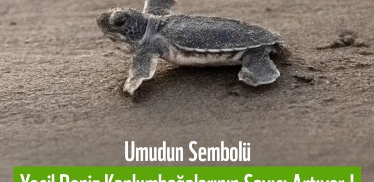 Yeşil Kaplumbağalar Güvende