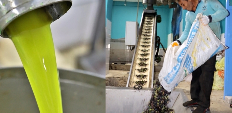 Altınözü’nde Zeytinyağı Sezonu “Vira Bismillah” Diyerek Başladı