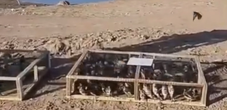 Yurt Dışına Kaçırılmak İstenen 786 Saka Kuşu Ele Geçirildi