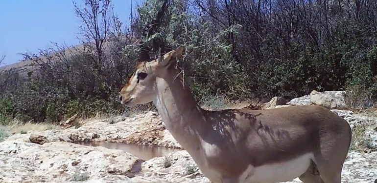 Hatay’ın Yaban Hayatı Fotokapanlarla Gün Yüzüne Çıkıyor