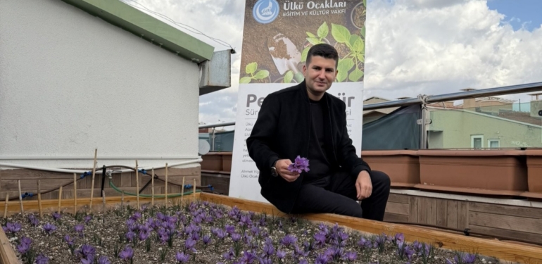 Ülkü Ocakları Genel Merkezi’nin Terasında Safran Hasadı!