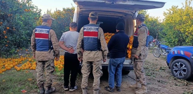2 Ton Portakalı Bahçeden Çalarken Yakalandılar
