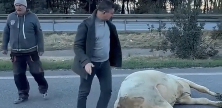 Angus Taşıyan TIR Devrildi : İki Kişi Hayatını Kaybetti!