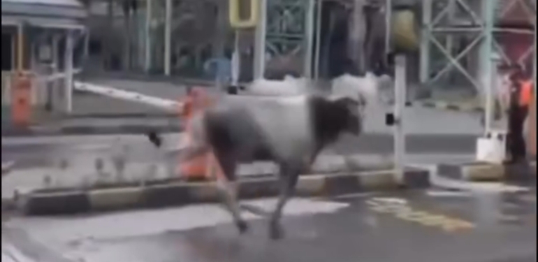 Kaza Yapan TIR’dan Kaçan Anguslar Otoyolda Görüldü