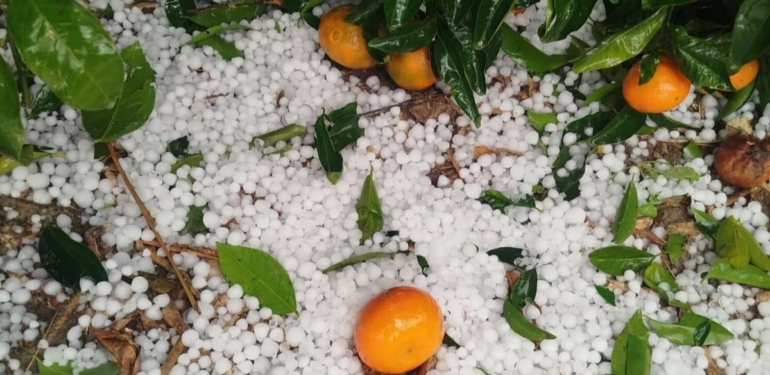 Doğu Akdeniz’de Zirai Don Tehlikesi Kapıda!