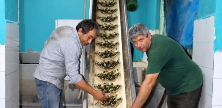 Altınözü Zeytin Fabrikalarında Bereket Mesaisi